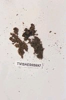 藏品(日本蘚葉苔)的圖片